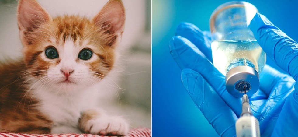 L'allarme dei veterinari: Le aziende privilegiano la produzione dell'anti Covid e mancano vaccini per i gatti