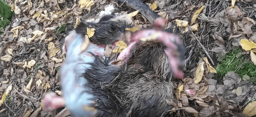 Una cerva macellata abbandonata vicino al sentiero: macabro ritrovamento nei boschi di Civezzano