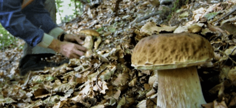 Ogni anno circa 300 interventi per cercatori di funghi e 30 vittime''