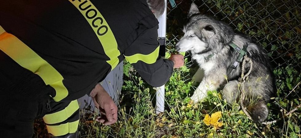 Cucciolo di Husky finisce in un canale di scolo e rimane bloccato, i vigili del fuoco riescono a salvarlo