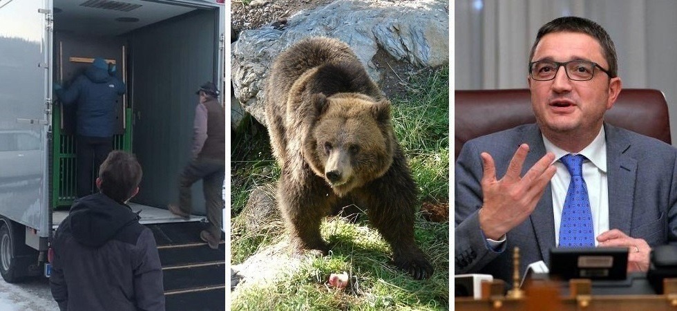 L’orso M57 trasferito in Ungheria, l’Oipa: “Doveva essere liberato in Trentino, il luogo scelto non sembra adatto”