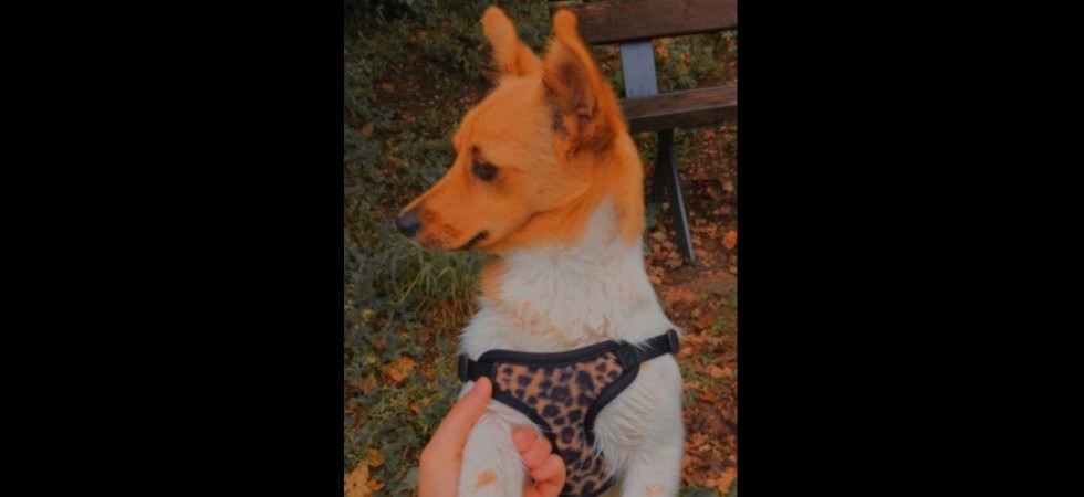 Aiutateci a trovare Becky'', l'appello per la cagnolina di 1 anno scappata dopo un incidente in Valsugana