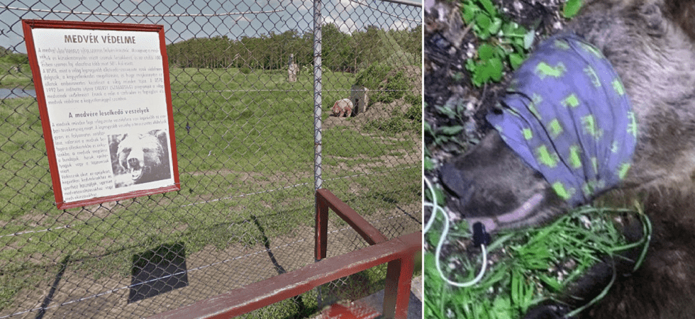 Il Cites non ha partecipato in alcun modo all'iter decisionale sul trasferimento dell'orso''