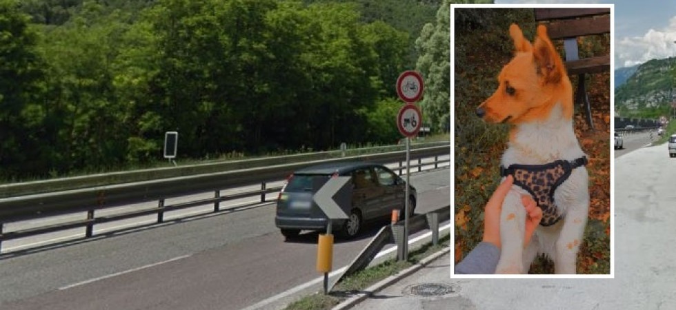 La cagnolina Becky scomparsa dopo l'incidente, per le ricerche in campo i volontari della Lav