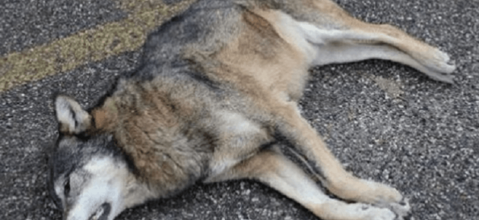 Lupi travolti sulla strada, l’Enpa: “Servono indagini per individuare chi investe e uccide un animale senza prestare