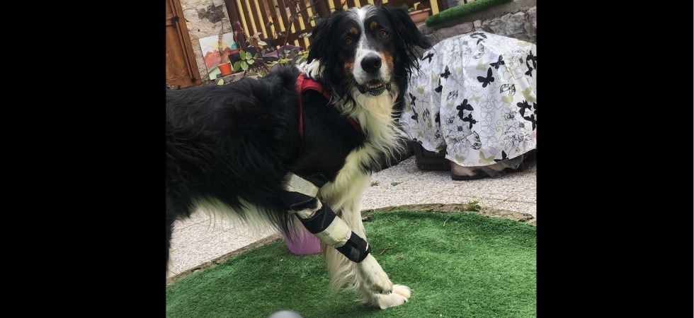 Il cane Tibet è scappato terrorizzato dai botti di Capodanno, zoppica ed ha un tutore alla gamba