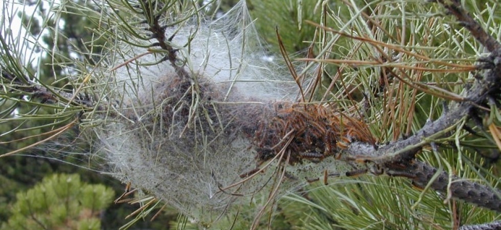 Aumentano le infestazioni da processionaria del pino, in campo interventi per creare foreste miste ricche di latifoglie