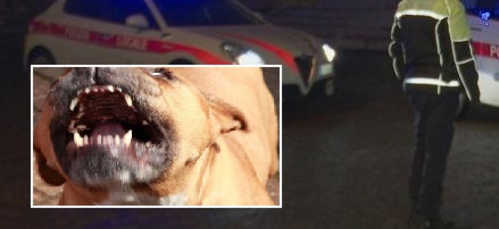 Pitbull lasciato libero azzanna un altro cagnolino e lo uccide