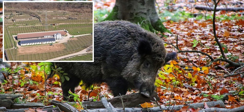Peste suina africana, l’allevatore: “Alzato il livello d’allerta anche in Trentino, virus imprevedibile”