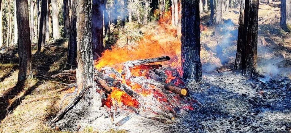 Le fiamme divampano fra gli alberi: i vigili del fuoco intervengono per spegnere l'incendio ed evitare nuovi focolai