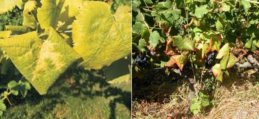 Lotta alla flavescenza dorata, dalla Pat 8 euro per ogni vite estirpata