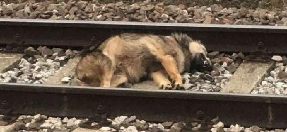 Foto d'archivio Lupo investito dal treno della Trento-Malè: si tratta di un maschio che si stava spostando verso il versante della valle in
