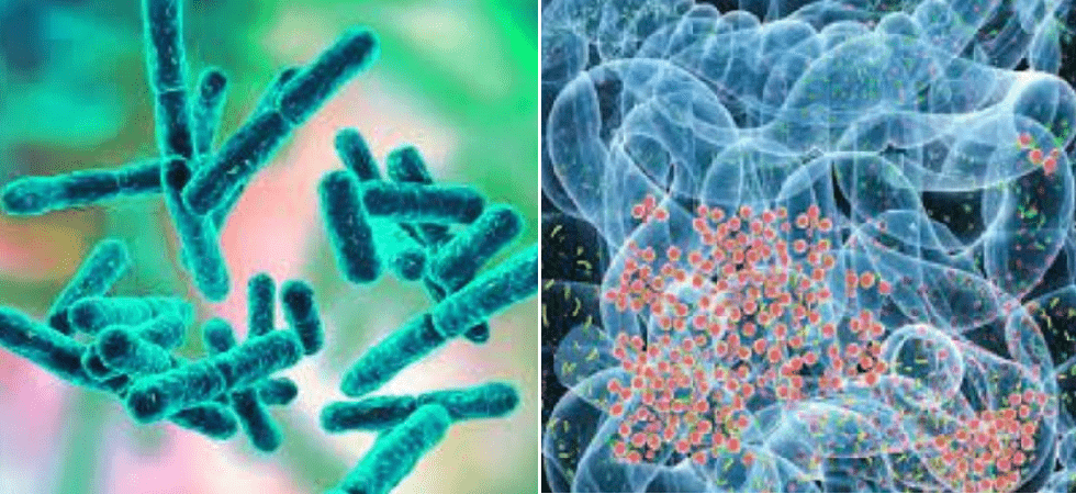 Foto di Askanews L'immunoterapia anticancro può migliorare grazie ai microorganismi del nostro intestino