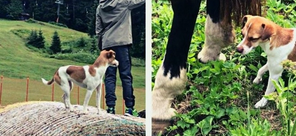 La piccola cagnolina Lulù si è persa, un gruppo social per trovarla: “Aiutiamo la sua famiglia a riportarla a casa”