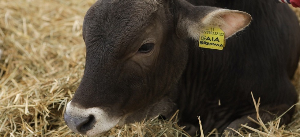 Foto di Raffaele Merler Con la Mostra dell'Agricoltura dell'Azienda per il turismo Trento e Monte Bondone torna il polo zootecnico con mucche e