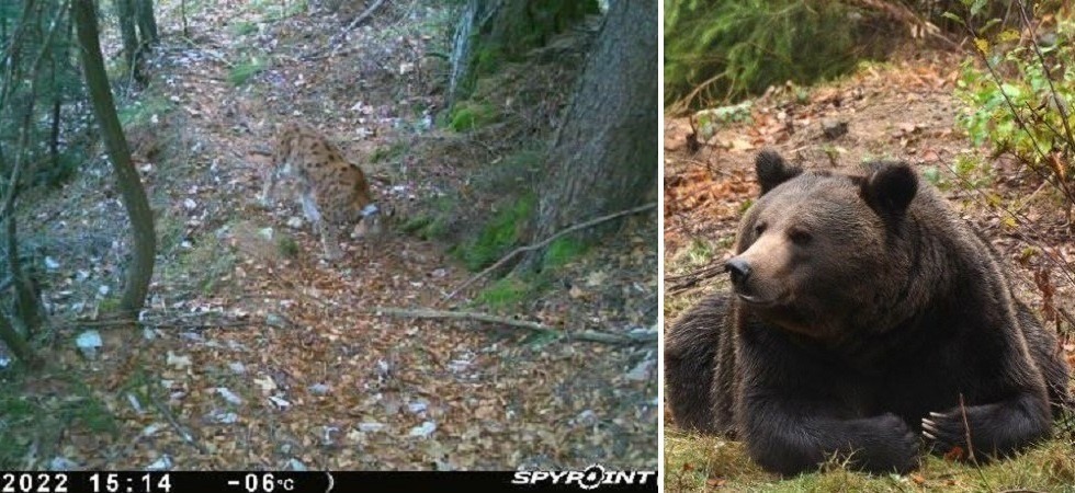 L’orso M62 si sveglia dal letargo e fa visita ai meleti della Val di Non, la lince B132 rientra in Trentino