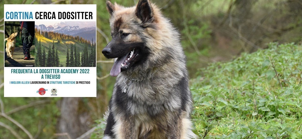 A Cortina arriva il progetto di formazione per dog sitter: “L'obiettivo è fornire il servizio negli alberghi per i clienti