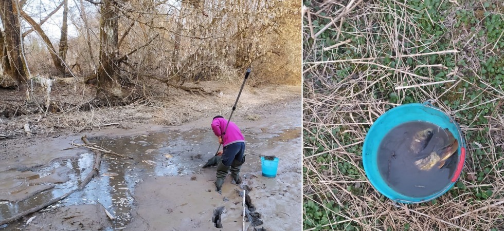 Non piove e i laghetti rimangono senza acqua, corsa contro il tempo per salvare i pesci imprigionati nelle pozzanghere