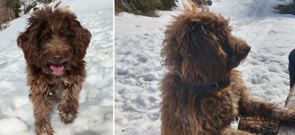 La storia di Martino, il cane ipovedente che cerca casa in Trentino