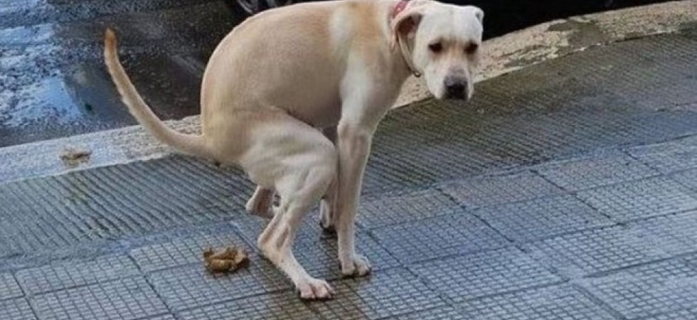 Non raccoglie i bisogni del suo cane, proprietario individuato dalle telecamere: ora rischia una multa di 300 euro