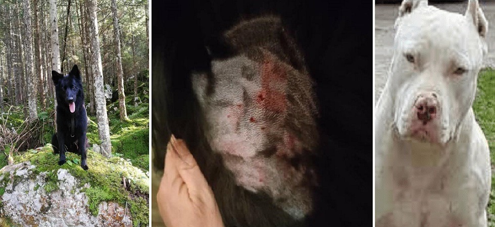 Violenta aggressione ad un cane, Zampa Trentina: “Ancora un attacco del solito 'simil-pitbull': venga imposta la museruola”
