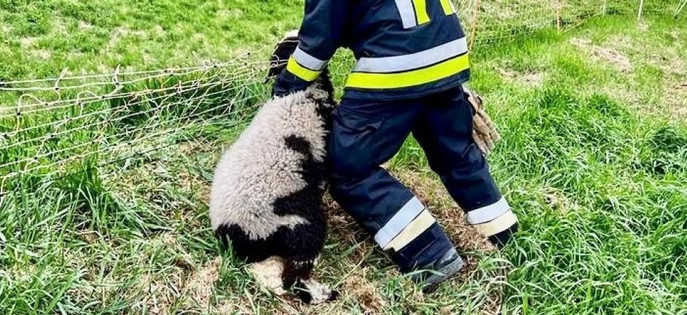 Bloccata dai fili della recinzione attorno al collo, una pecora portata in salvo dai vigili del fuoco