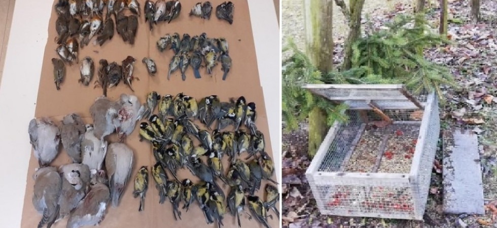 Decine di uccelli protetti catturati e uccisi, due 70enni della Valsugana patteggiano la pena