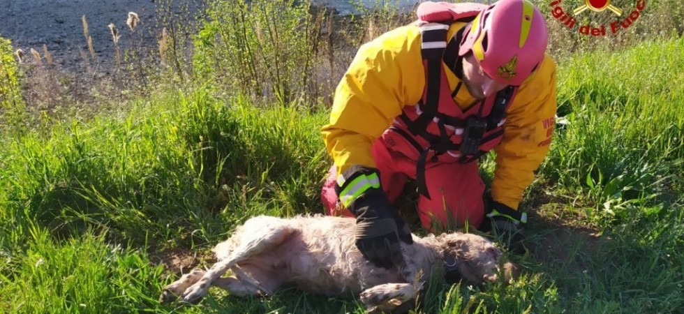 Eros cade nel torrente e non riesce più a risalire: setter inglese portato in salvo dai vigili del fuoco
