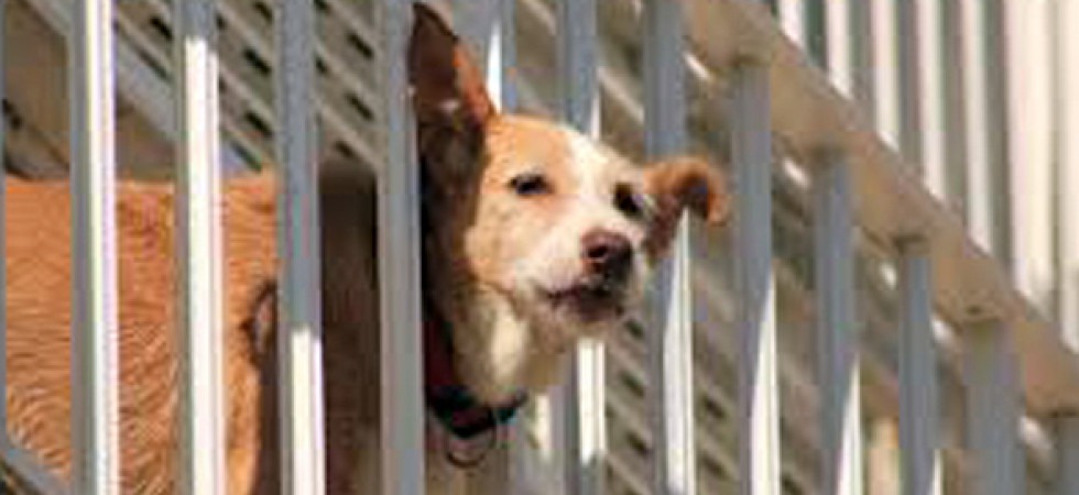 Foto archivio Cane con il muso bloccato nella ringhiera del balcone, rischia di soffocare