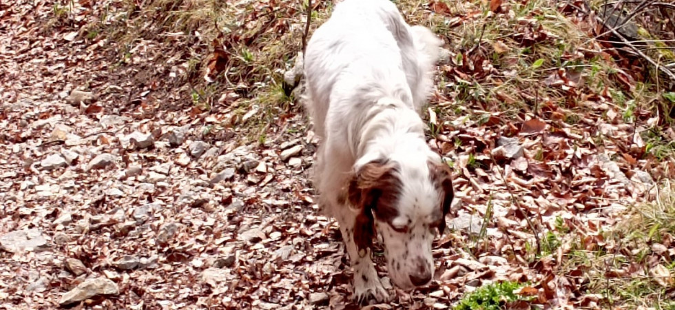 Da Tione fino a Malga Grassi, percorrendo oltre 30 chilometri: ritrovati i due cani scomparsi per oltre una settimana