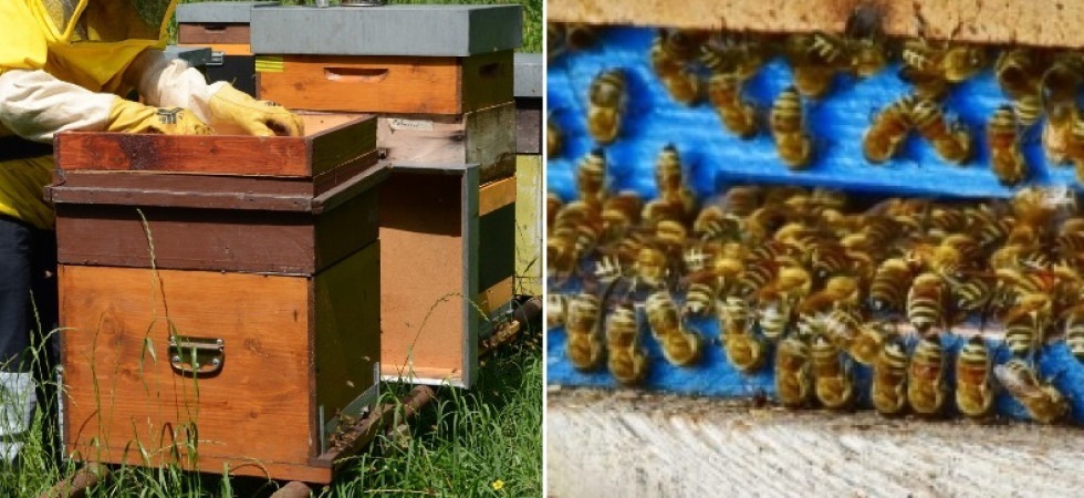 Miele, in Trentino dopo un'annata da scordare si punta al riscatto