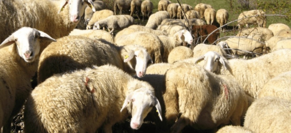 Settore ovicaprino, in Trentino a rischio 1,8 milioni di aiuti dell'Ue?