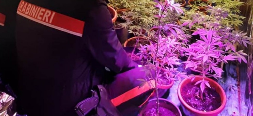In casa una serra e diverse piante di cannabis, due minorenni denunciati dai carabinieri