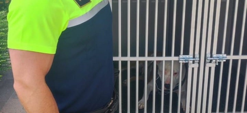 Sequestrato il pitbull protagonista di diverse aggressioni ad altri cani e persone, Ianeselli: “Sanzionato il proprietario”