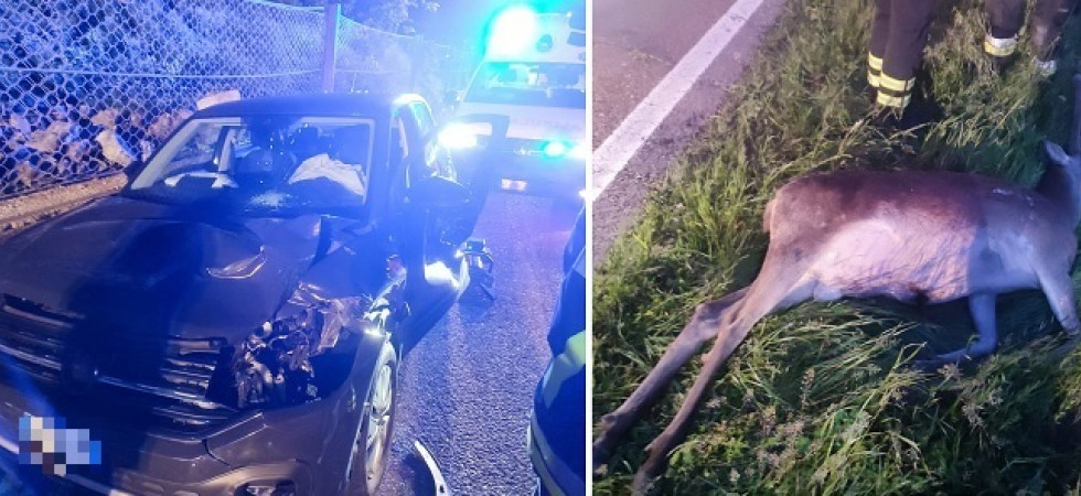 Paura all'alba, violento scontro tra un'auto e un cervo di quasi 2 quintali: una donna trasportata in ospedale