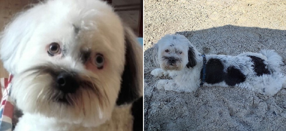 "Giobbe si è allontanato inseguendo un animale selvatico"