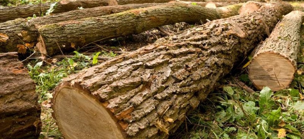 Grave incidente nei boschi trentini: travolto da un albero, finisce contro una pietraia e sbatte la testa