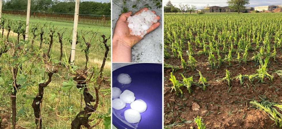 Grandine, milioni di danni all'agricoltura, campi devastati: dal grano agli ortaggi