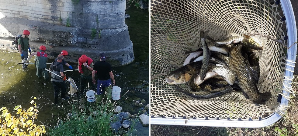 Emergenza siccità, recuperati 300 chili di pesce dal torrente che rischia di rimanere in secca