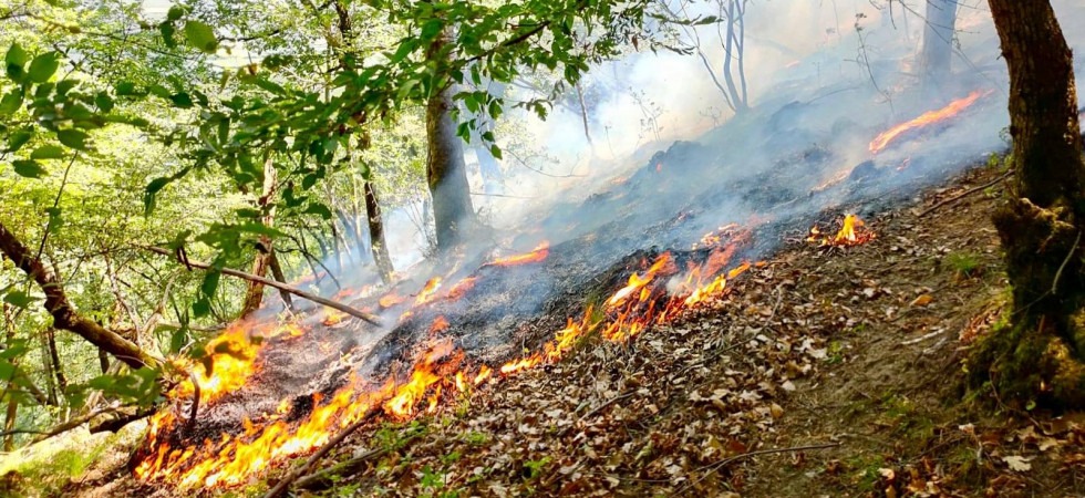 Le fiamme divampano fra gli alberi in mezzo al bosco: vigili del fuoco e corpo forestale sul posto