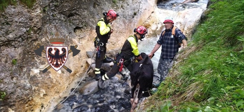Foto Federazione dei vigili del fuoco volontari del Trentino - corpo vv.f. di Roncone Una manza scivola e resta bloccata nella forra del torrente: elicottero in volo per recuperare l'animale