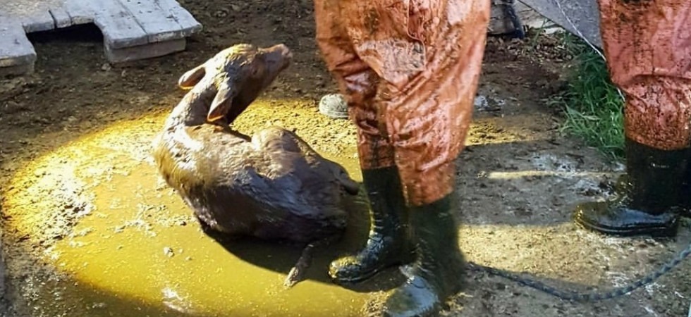 Vitello cade in una concimaia e rischia di rimanere soffocato dal letame