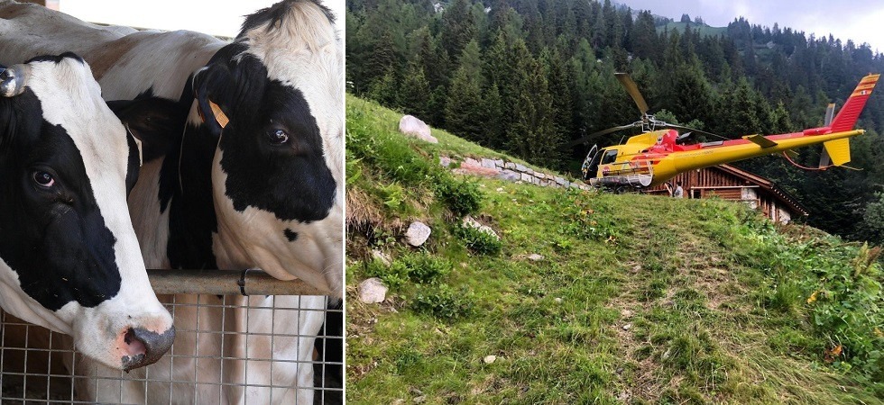 Quattro mucche in difficoltà, due scivolano da un pendio e altre due scappano spaventate tra i mughi