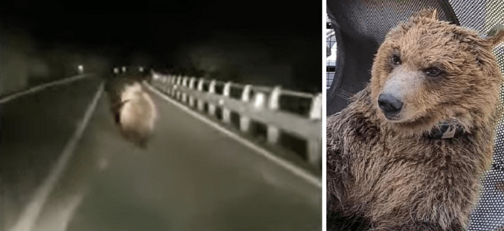 Orso inseguito in strada, l'Enpa: “Chiediamo aiuto ai cittadini per individuare chi mette in pericolo la fauna selvatica e