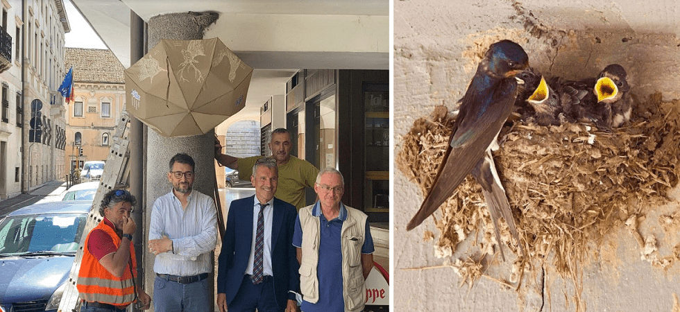 In sei anni 60 nidi in più: il progetto Belluno città delle rondini funziona
