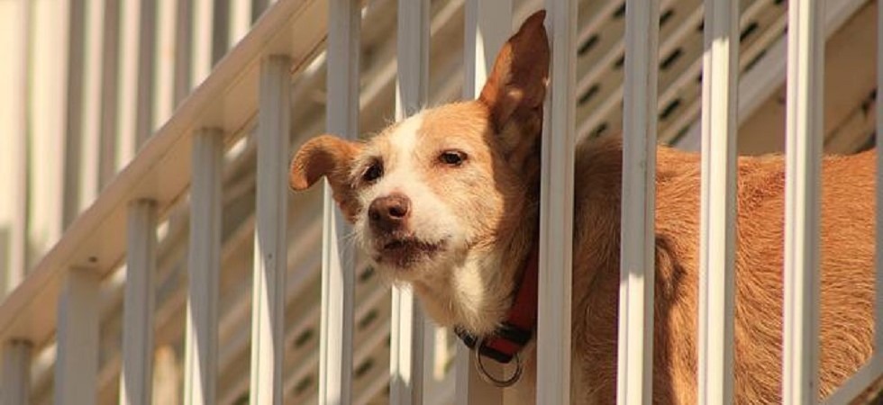 Caldo torrido ed è emergenza anche per i cani, Oipa: Mai lasciarli chiusi in macchina anche se all'ombra