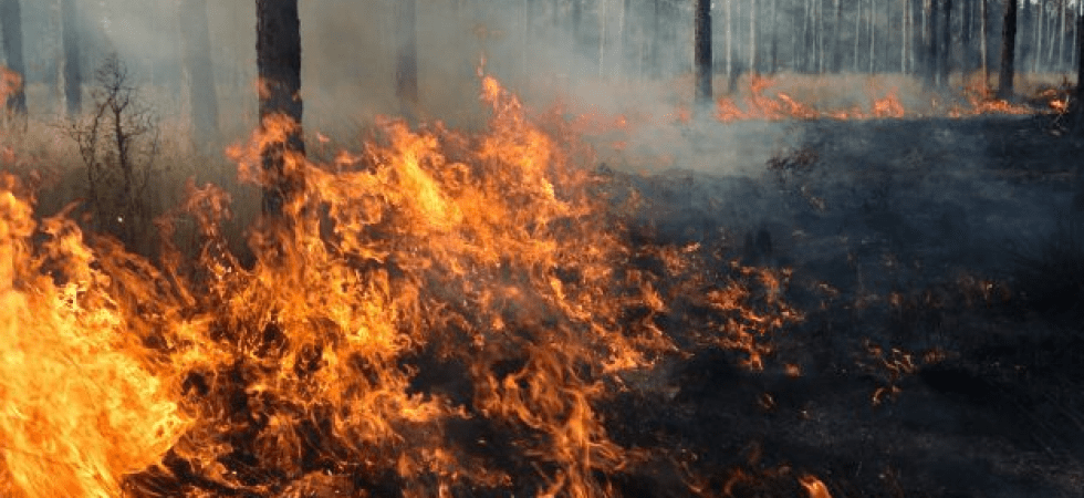 Siccità e incendi, colpiti anche gli animali selvatici