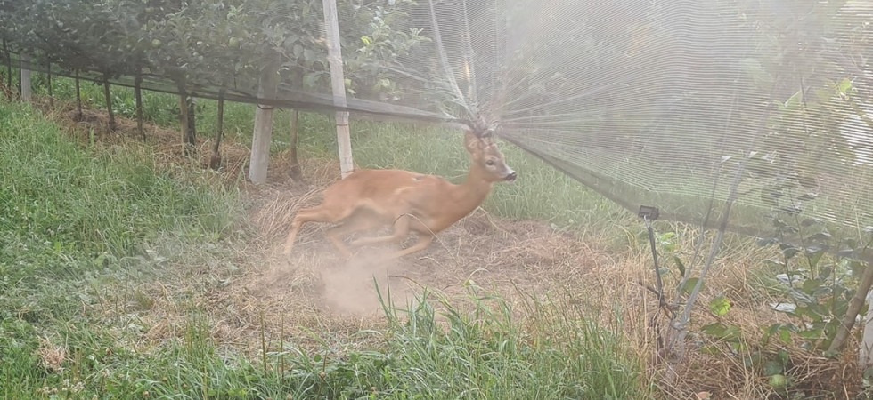 Il capriolo rimane impigliato in una rete antigrandine, i vigili del fuoco riescono a liberarlo