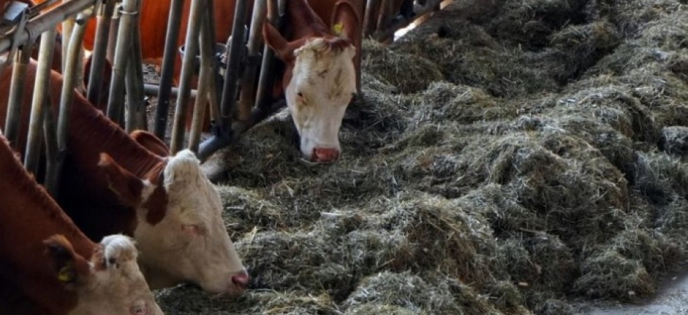 Crisi idrica, a rischio i raccolti di foraggio e mais