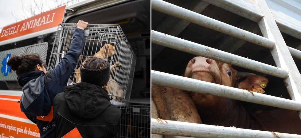 In Trentino si indaga su 52 animali uccisi e 37 episodi di maltrattamento